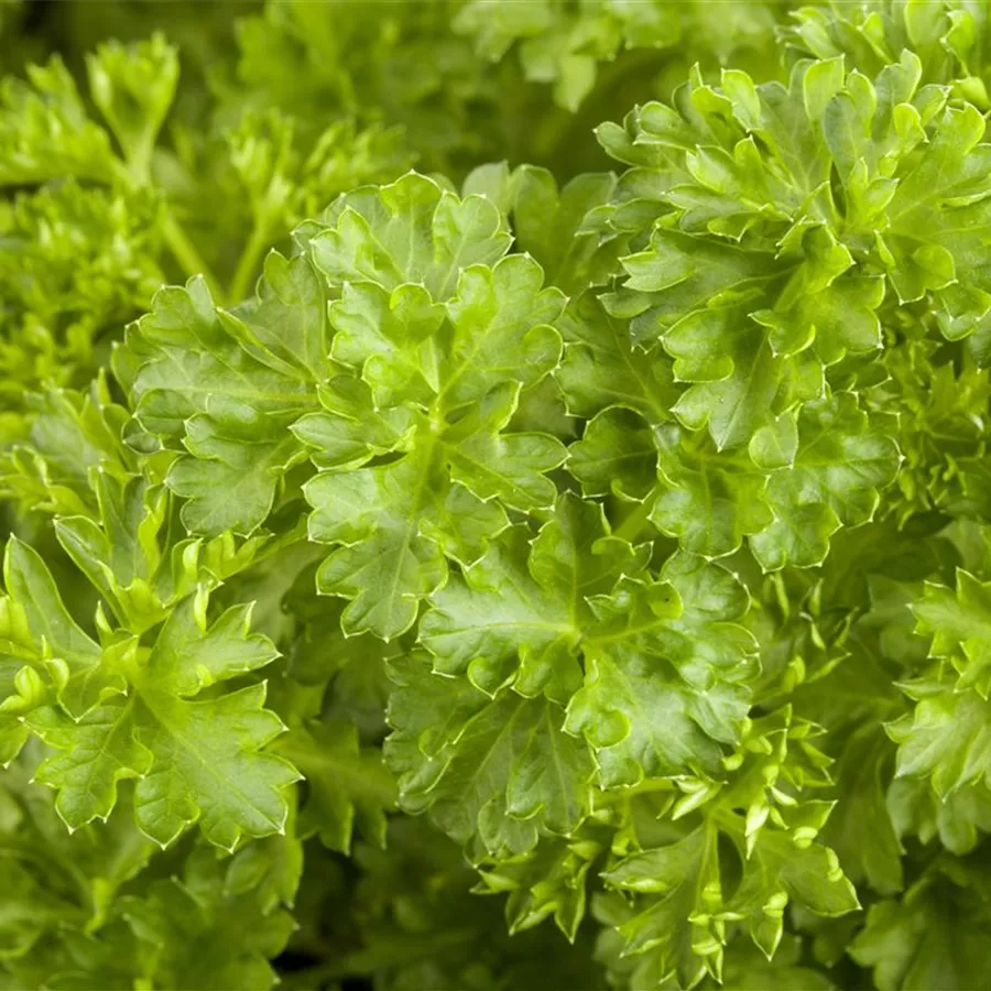 Petroselinum crispum Gartencenter Reim