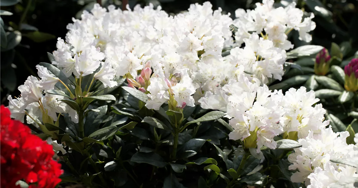 Rhododendron 'Cunninghams White' - Gartencenter Reim