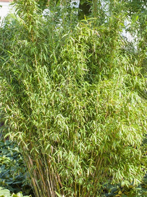 Gartenbambus