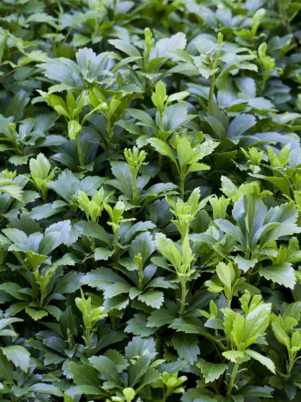 Dickmännchen 'Green Carpet'®