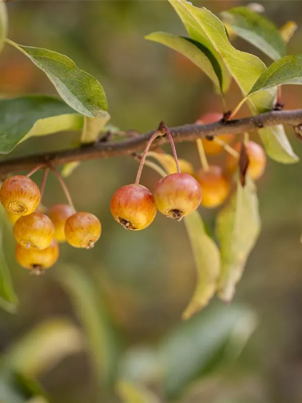 Zierapfel 'Pom Zai'®