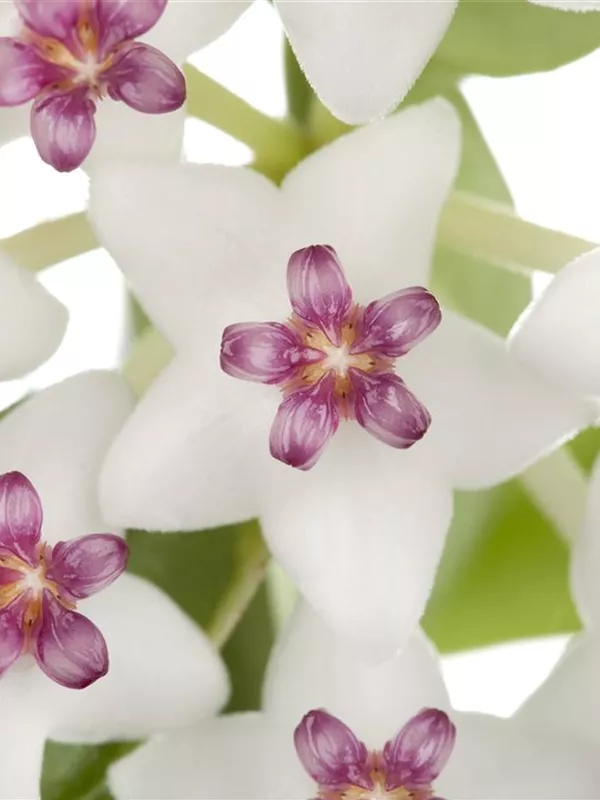 Wachsblume